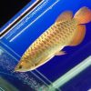 Crossback Golden Arowana