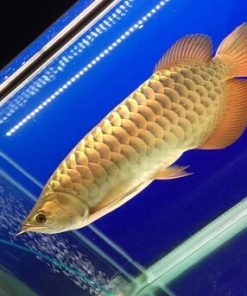 Crossback Golden Arowana