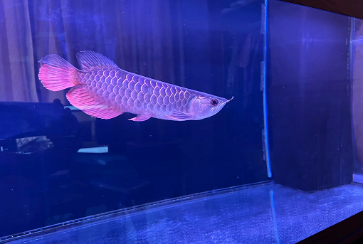 Blue Base Arowana Fish For Sale