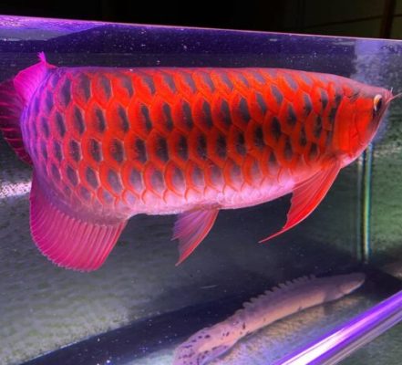 Chili Red Arowana