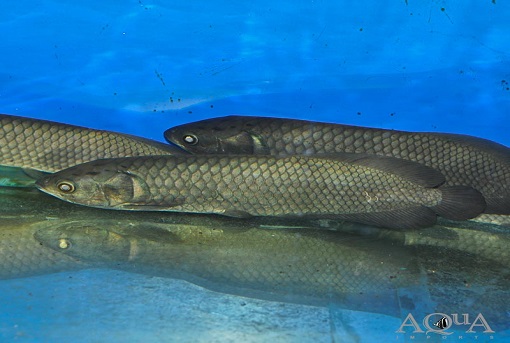 Buy African Arowana online