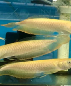 Albino Arowana For Sale