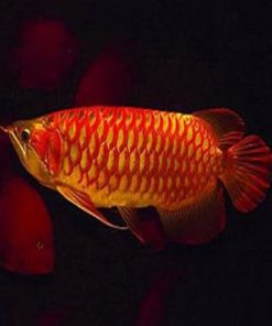 Asian Arowana For Sale