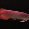 Banjar red Rrowana Fish​