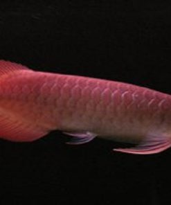 Banjar red Rrowana Fish​