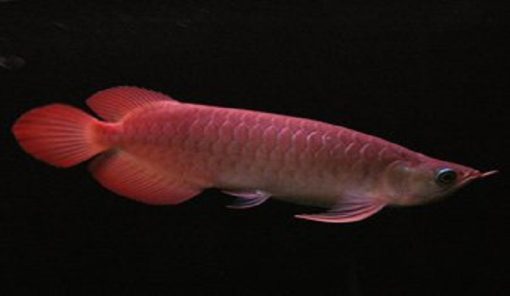 Banjar red Rrowana Fish​