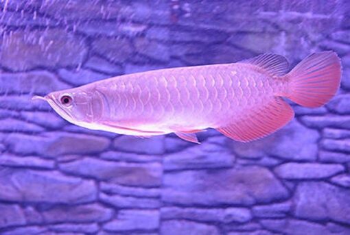 Banjar Red Rrowana Fish​