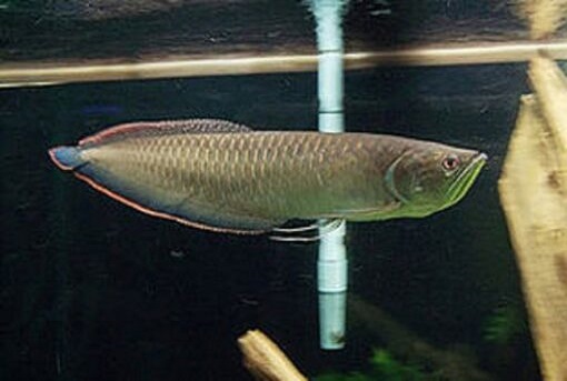 Black Arowana for sale