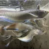 Black Arowana For Sale