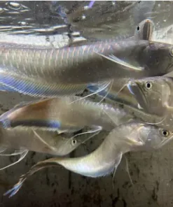 Black Arowana For Sale