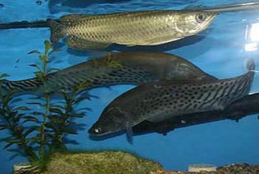 Buy premium Jardini Arowana