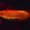 Chili Red Arowana