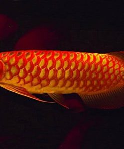 Chili Red Arowana