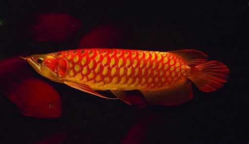 Chili Red Arowana