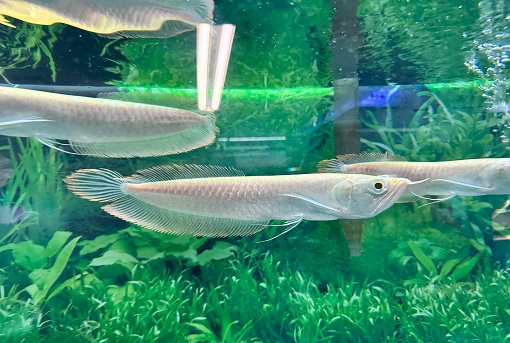 Albino Arowana For Sale