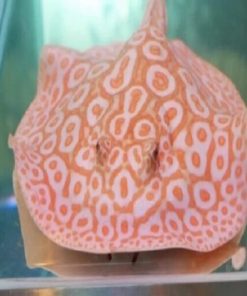 Albino short tail stingray barb