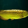 Golden Arowana Price