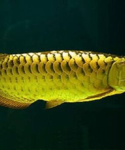 Golden Arowana Price