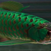 Buy Green Arowana In Asia