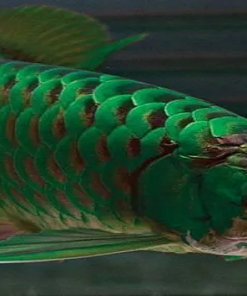 Buy Green Arowana In Asia