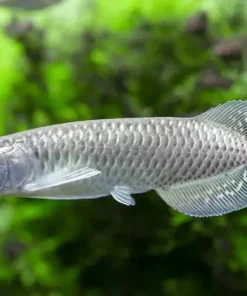 Buy premium Jardini Arowana