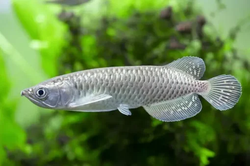 Buy premium Jardini Arowana