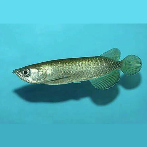 jardini arowana adult size