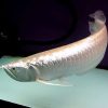 Island Silver Arowana