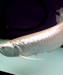 Island Silver Arowana