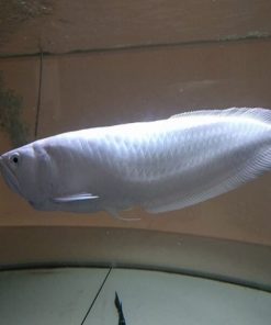 platinum arowana for sale​