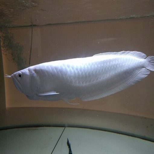 platinum arowana for sale​