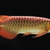 Red Spotted Arowana