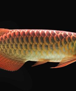 Red Spotted Arowana