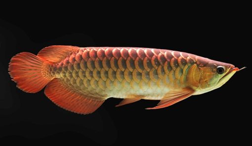 Red Spotted Arowana