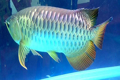 Buy Yellow Tail Arowana In Asia