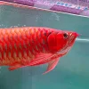 Super Red Arowana