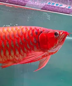 Super Red Arowana