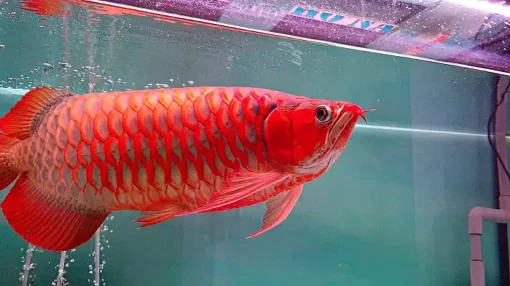 Super Red Arowana