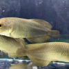 Buy African Arowana online