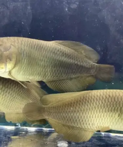 Buy African Arowana online