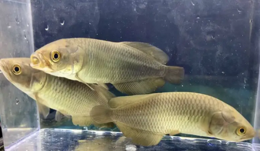 Buy African Arowana online