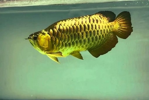 Golden Arowana Price