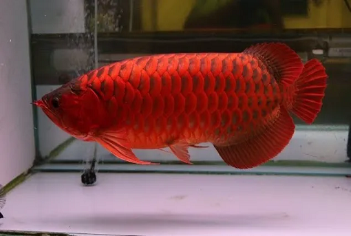 super red arowana