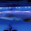 Blue Base Arowana fish for sale