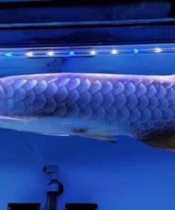 Blue Base Arowana fish for sale