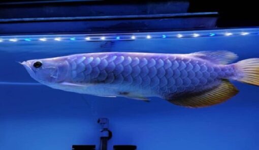 Blue Base Arowana fish for sale