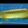 Yellow Tail Arowana