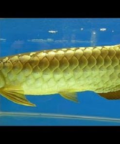 Yellow Tail Arowana