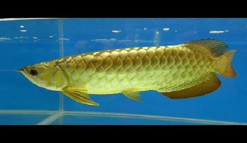 Yellow Tail Arowana