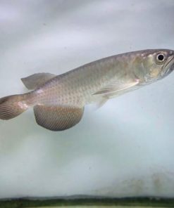 Leichardti Arowana